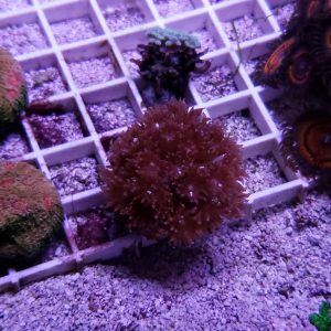 Red Aussie Gonipora Coral Frag